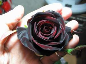 Значение того или иного цвета розы