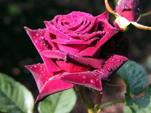 Какого цвета бываю розы какие виды выращены селекционерами, что означает цвет бутона