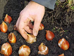 Посадка иксии весной - луковицы высаживаются в почву.