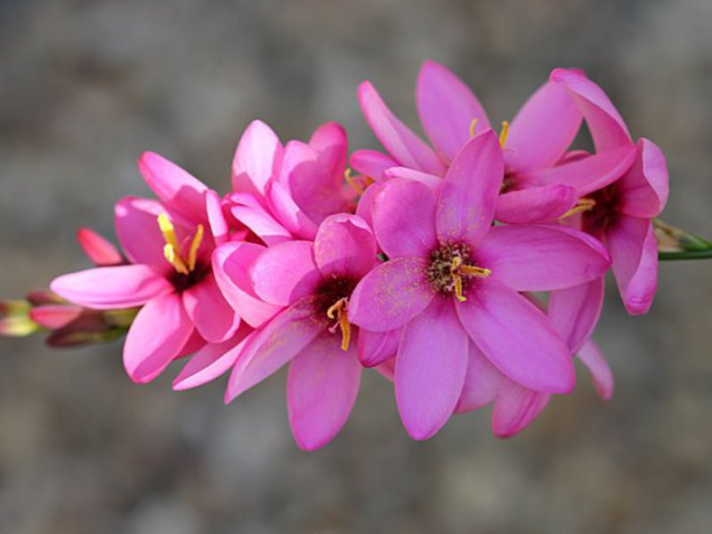 Иксия гибридная розовая может сочетаться с другими цветами, например, с гладиолусами.