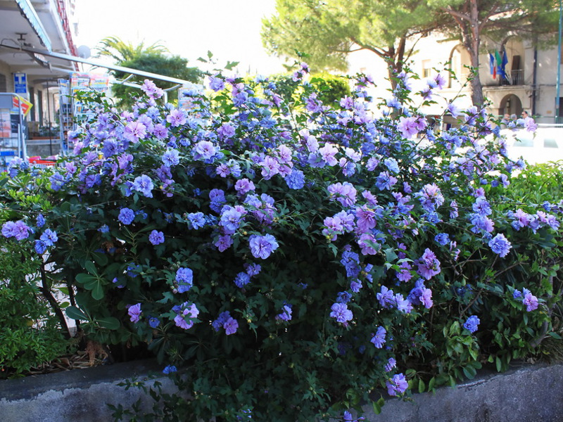 Гибискус садовый в цвету - это очень красиво.