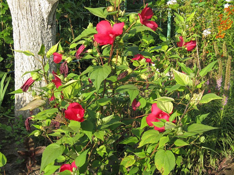 Гибискус садовый красный - кустарник с яркими цветами.