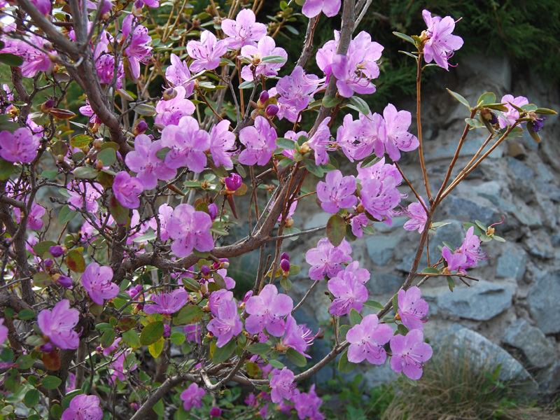 Багульник розовый - это разновидность, которую можно встретить в Сибири и на Алтае.