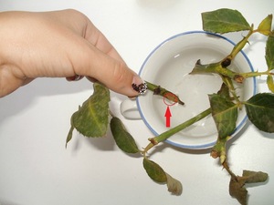 Размножение роз из букета как вырастить цветок из черенка, посадка и уход