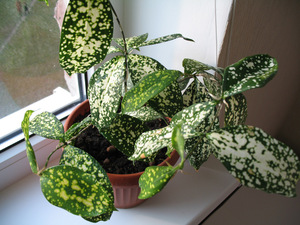 Драцена Годсефа - одна из популярных разновидностей этого растения.