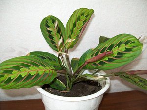 Комнатные растения - это красиво и полезно для атмосферы в доме.