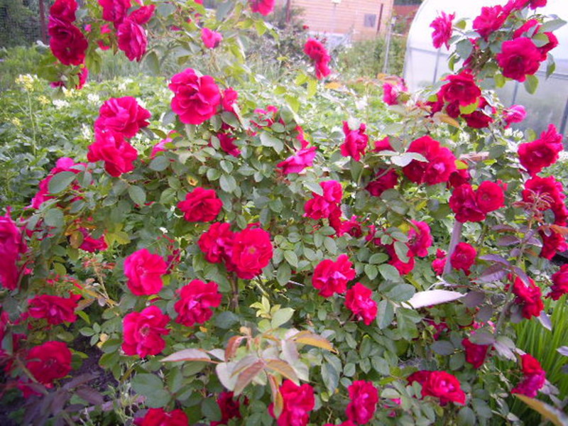 Красивые плетистые розы