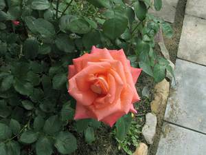 Особенности чайно-гибридных роз популярные сорта, описание и фото