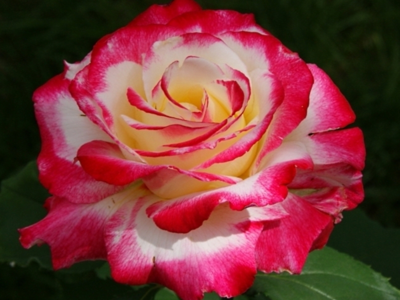 Описание и сорта чайно-гибридных роз