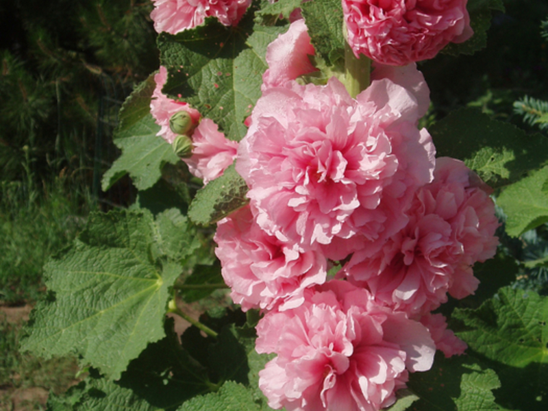Шток-роза или Мальва - это садовое растение, очень популярное в наших широтах.