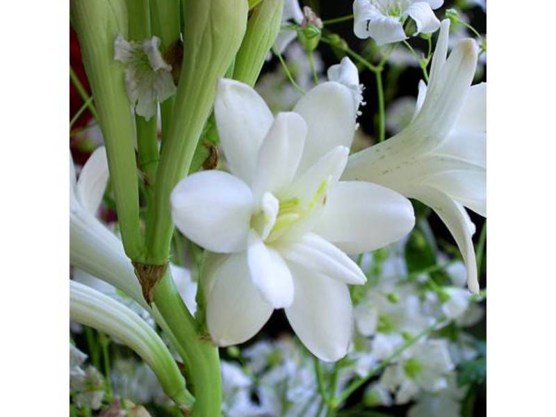 Тубероза - это очень красивые белые цветы