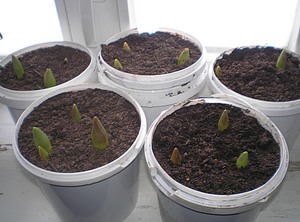 Выращиваем тюльпаны к 8 марта в домашних условиях