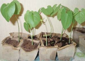 Посадка и уход за гиацинтовыми бобами описание, правила выращивания из семян