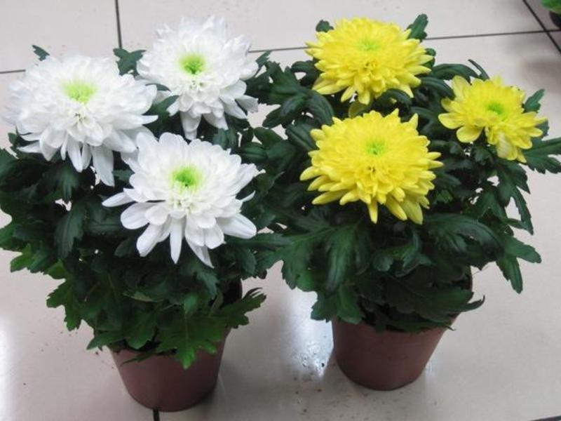 Условия для выращивания комнатных хризантем