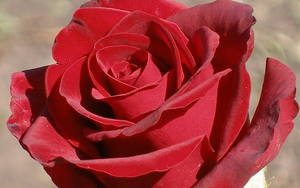  Блэк Мэджик - это сорт роз, отличающийся очень интересным оттенком.