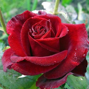  Роза чайно-гибридная Black Magic - цветок крупным планом