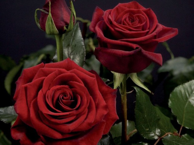 Саженцы розы Black Magic продаются в магазинах.