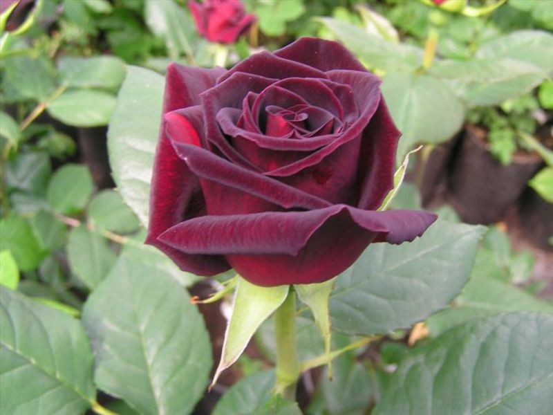 Роза Black Magic - особенности размножения и ухода.