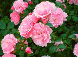 Выращивание роз сорта боника