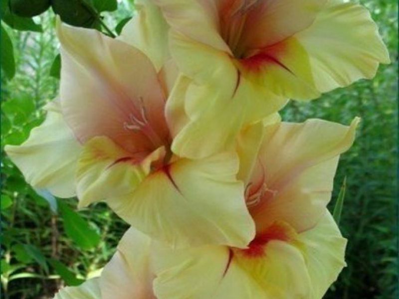 Красивый цветок гладиолус
