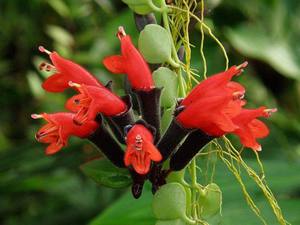Сорт цветка эсхинантуса
