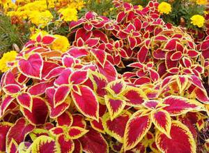 Колеус краснолистный - один из сортов цветущего растения