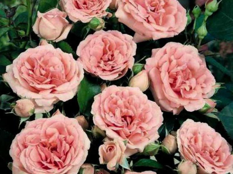 Цветение роз флорибунда