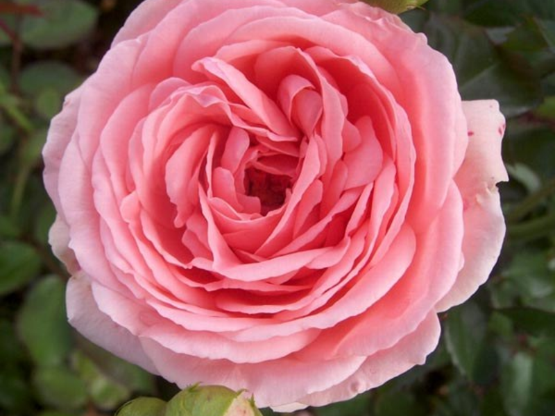 Роза флорибунда сорта