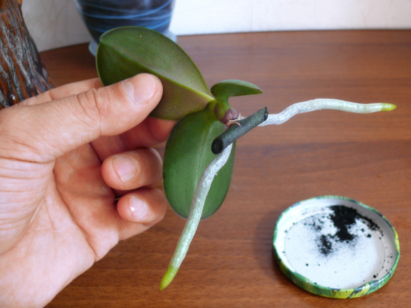 Размножаем орхидею