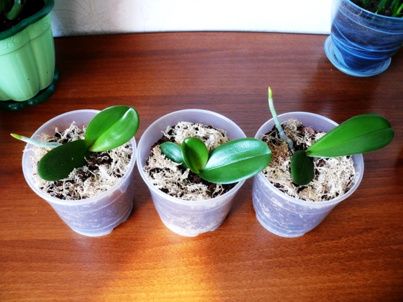 Пересадка деток орхидеи