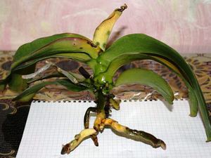 Корни орхидеи вне грунта показаны на фото