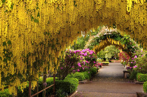 Туннель из желтого бобовника