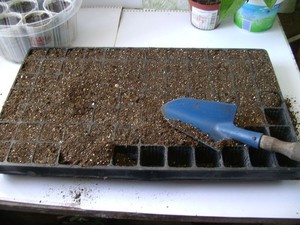 Описание способа подготовки грунта для посева семян петунии