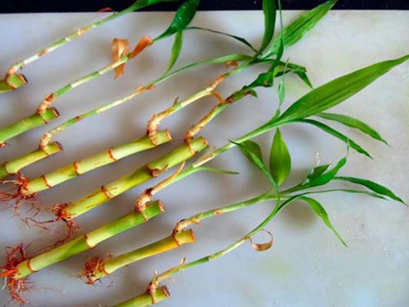 Описание растения бамбук