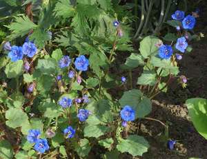 Цветение фацелии - небольшие цветы синего цвета.