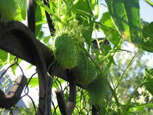 Бешеный огурец - однолетнее растение декоративное
