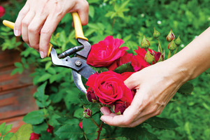Правила весенней обрезки роз