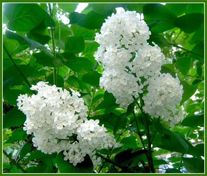 Torren официальный сайт