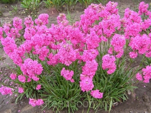 Лихнис вискария - яркие цветы, которые очень просто вырастить.