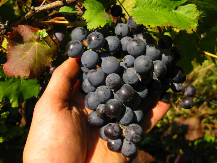 Сорт винограда киевский фиолетовый описание