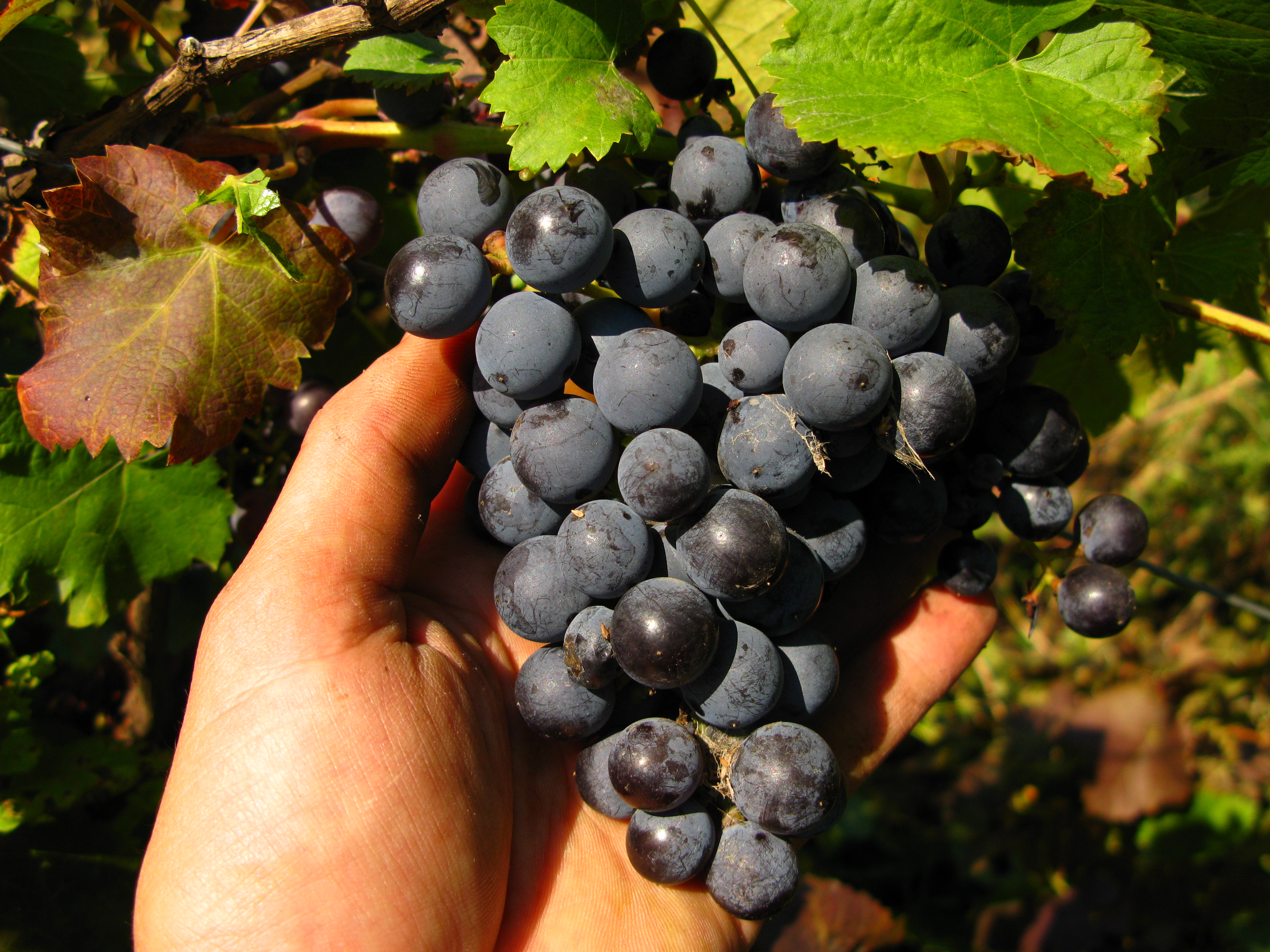 Фиолетовый ранний: старый проверенный сорт винограда для вина и для еды