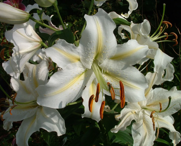 Как выглядят белые цветы лилии: описание и фото