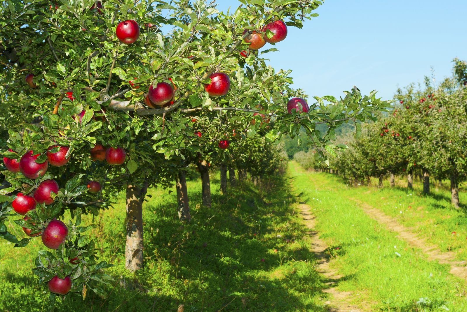 Как вырастить разнообразные сорта яблонь в Подмосковье