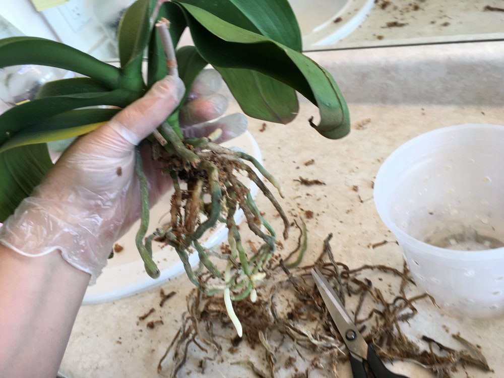 Как реанимировать орхидеи в домашних условиях корни