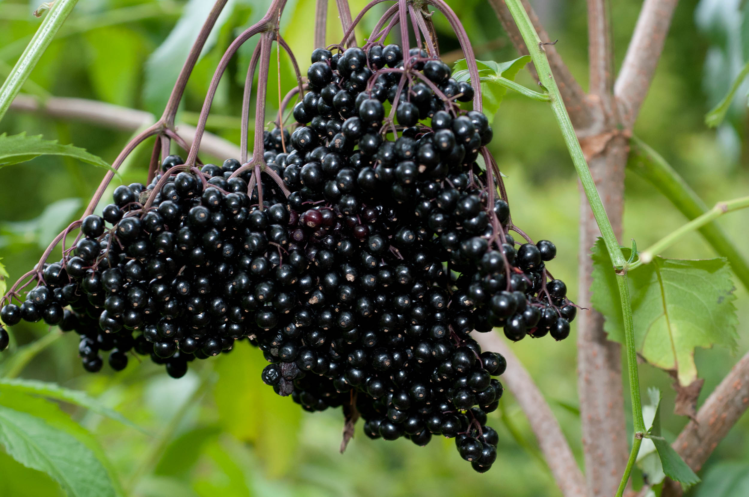Черные ягоды собирать. Бузина чёрная. Ягоды черной бузины. Бузина чёрная Sambúcus nígra. Бузина черная (Sambucus nigra).
