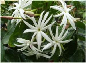 Цветок жасмин фото и описание разновидностей кустарника, особенности выращивания и ухода в домашних