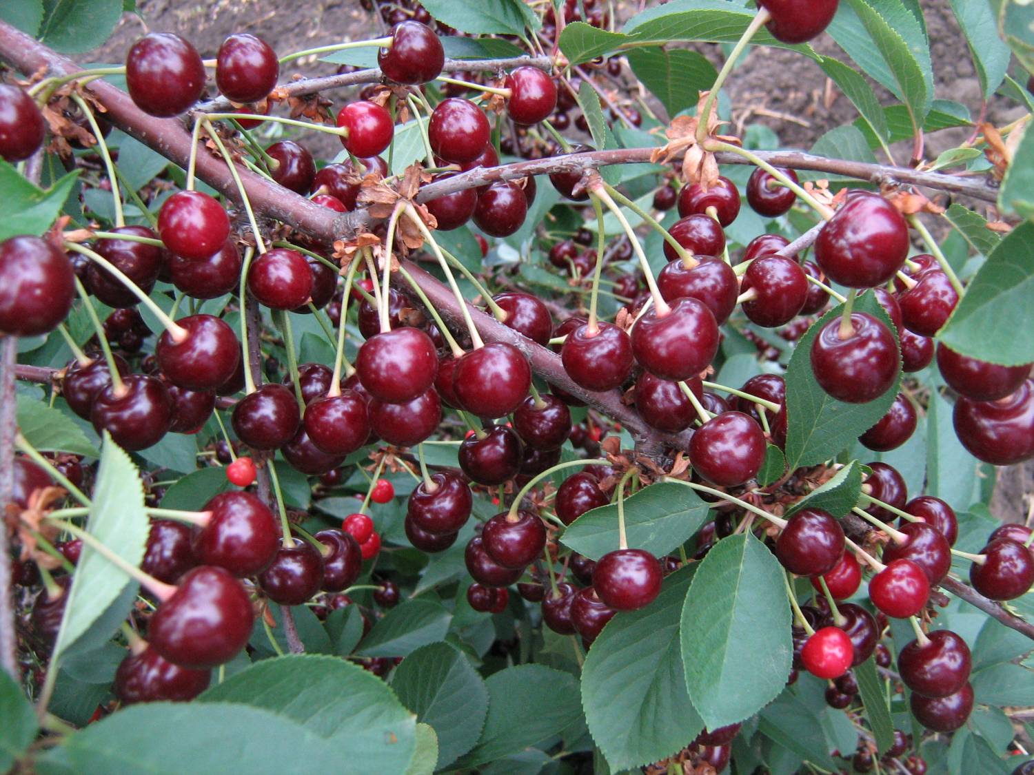 Сладкая и урожайная вишня Подбельская: особенности выращивания и формирования кроны