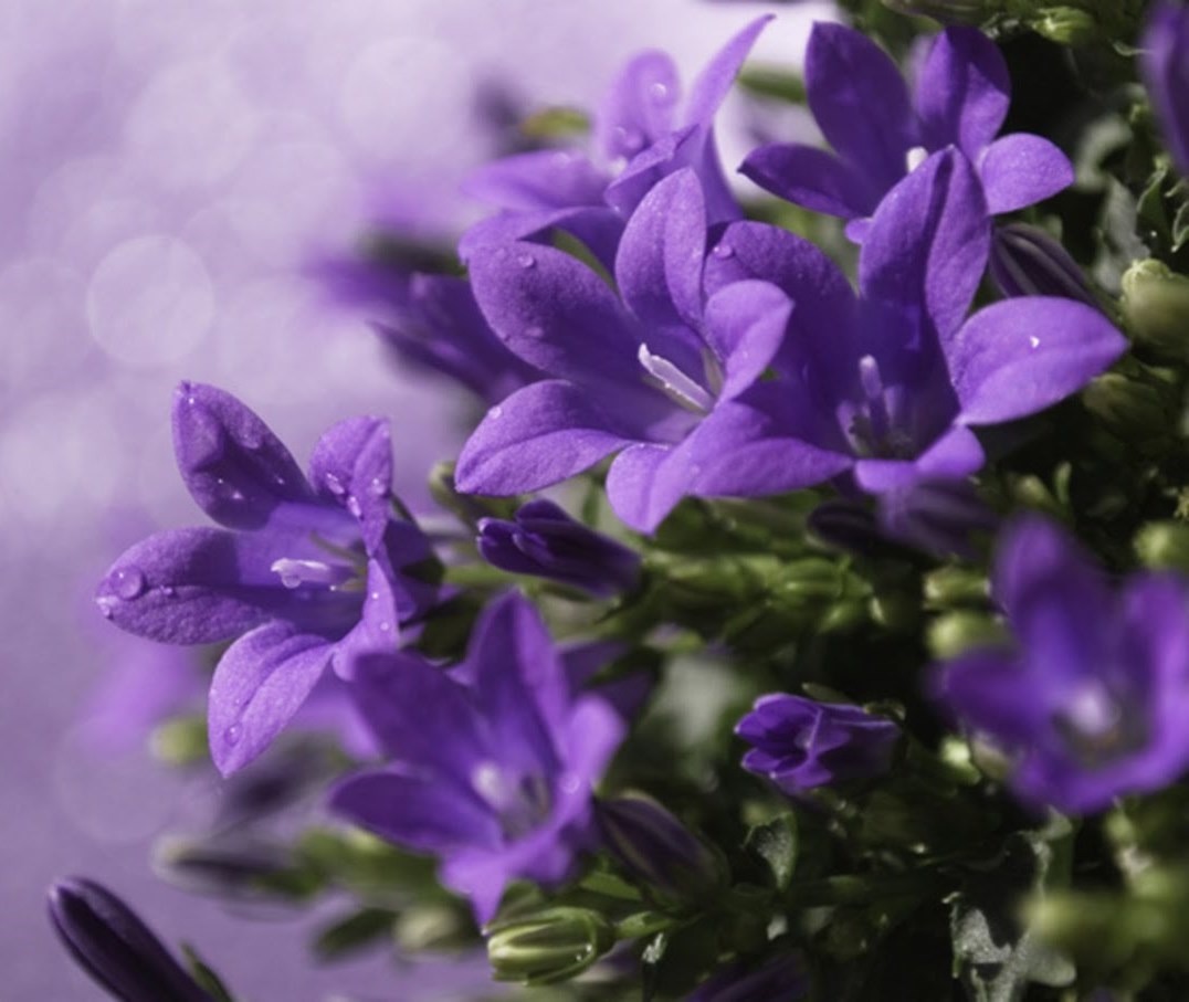 Выращивание многолетнего колокольчика: виды и фото цветов