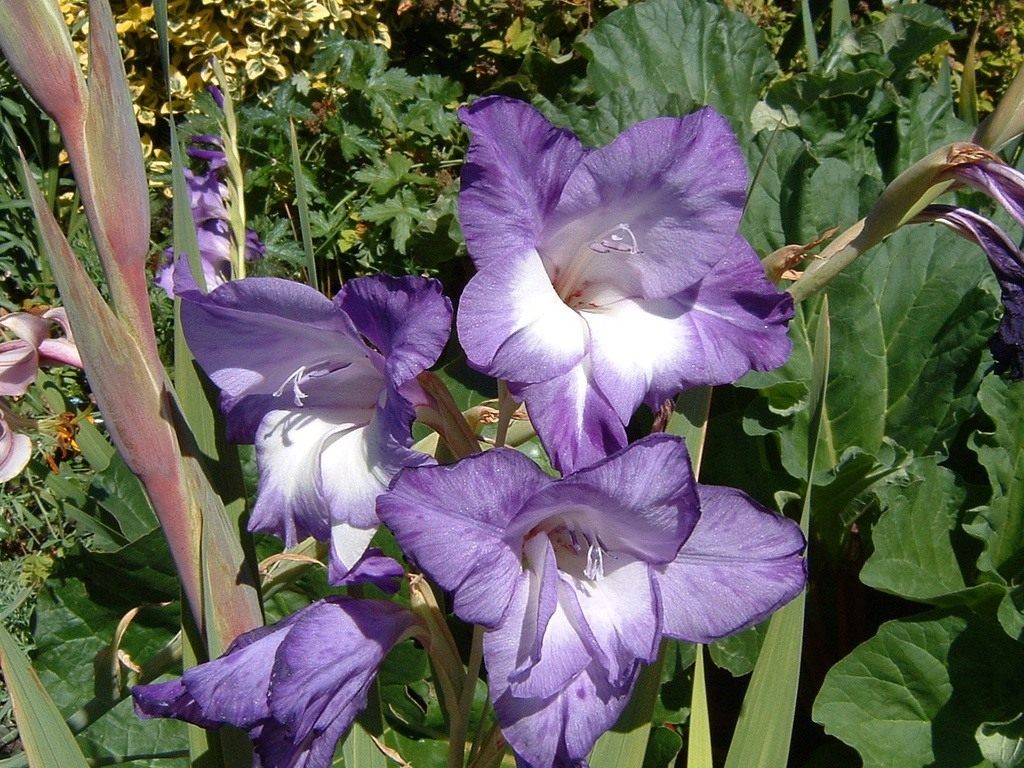 Выращивание гладиолусов, фото цветов