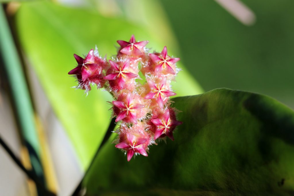 Красивый цветок хоя: можно ли держать его дома